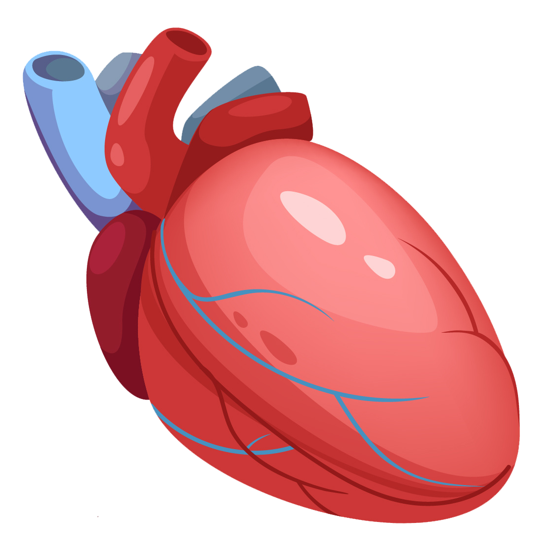 an illustration of a heart