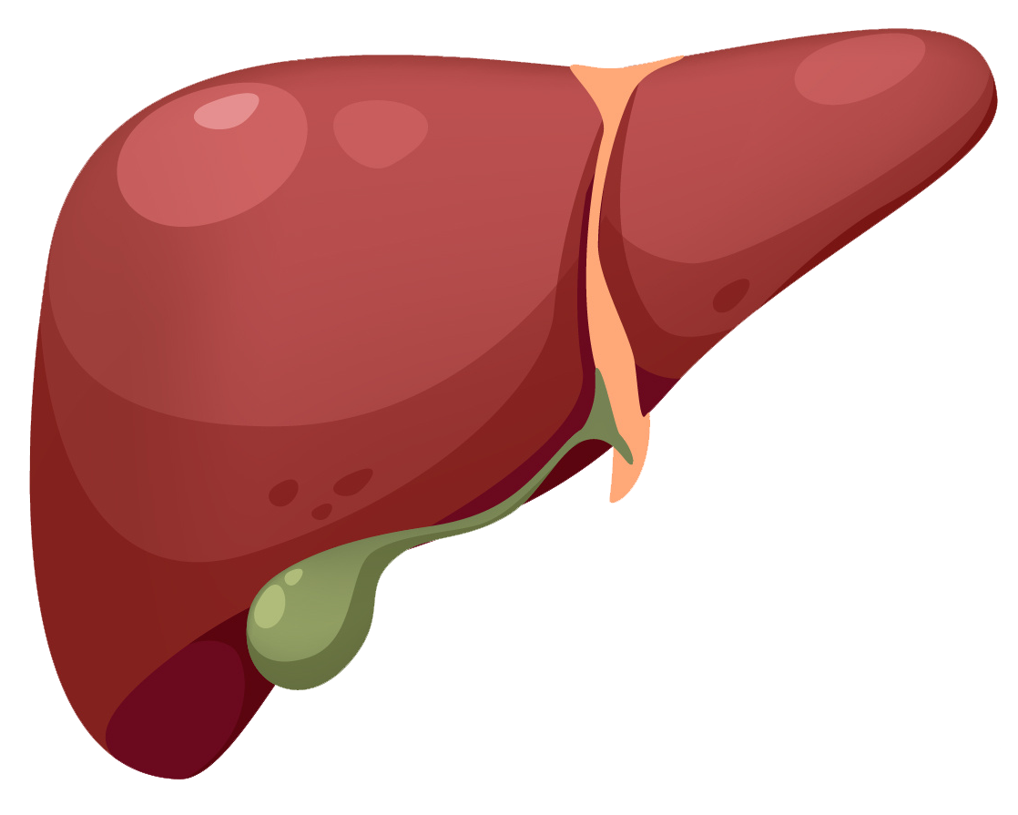 an illustration of a liver